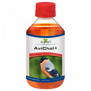 אוויאן -AVIAN AVICHOL