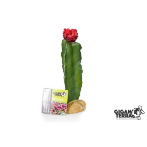 דקורציה קקטוס 5 גיגן