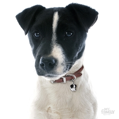 תג שם JACK RUSSEL BLACK