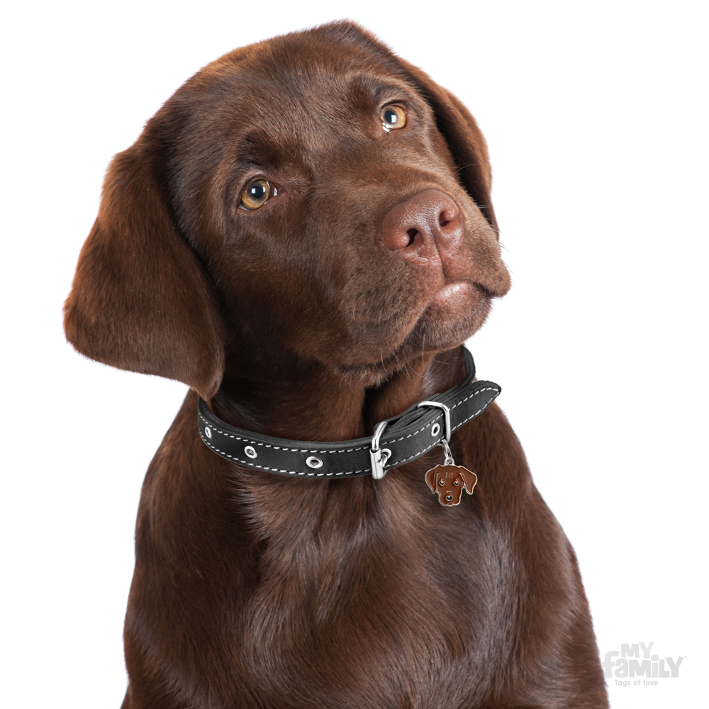 תג שם LABRADOR BROWN