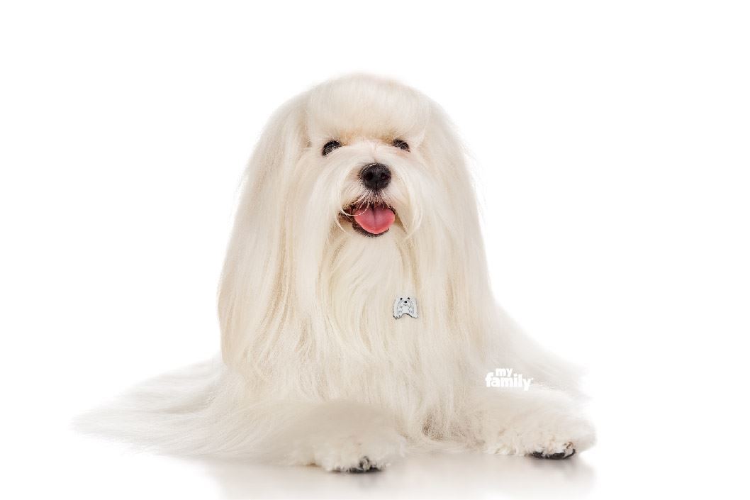 תג שם MALTESE