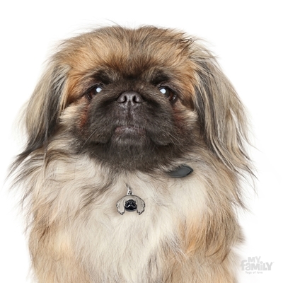 תג שם PEKINGESE