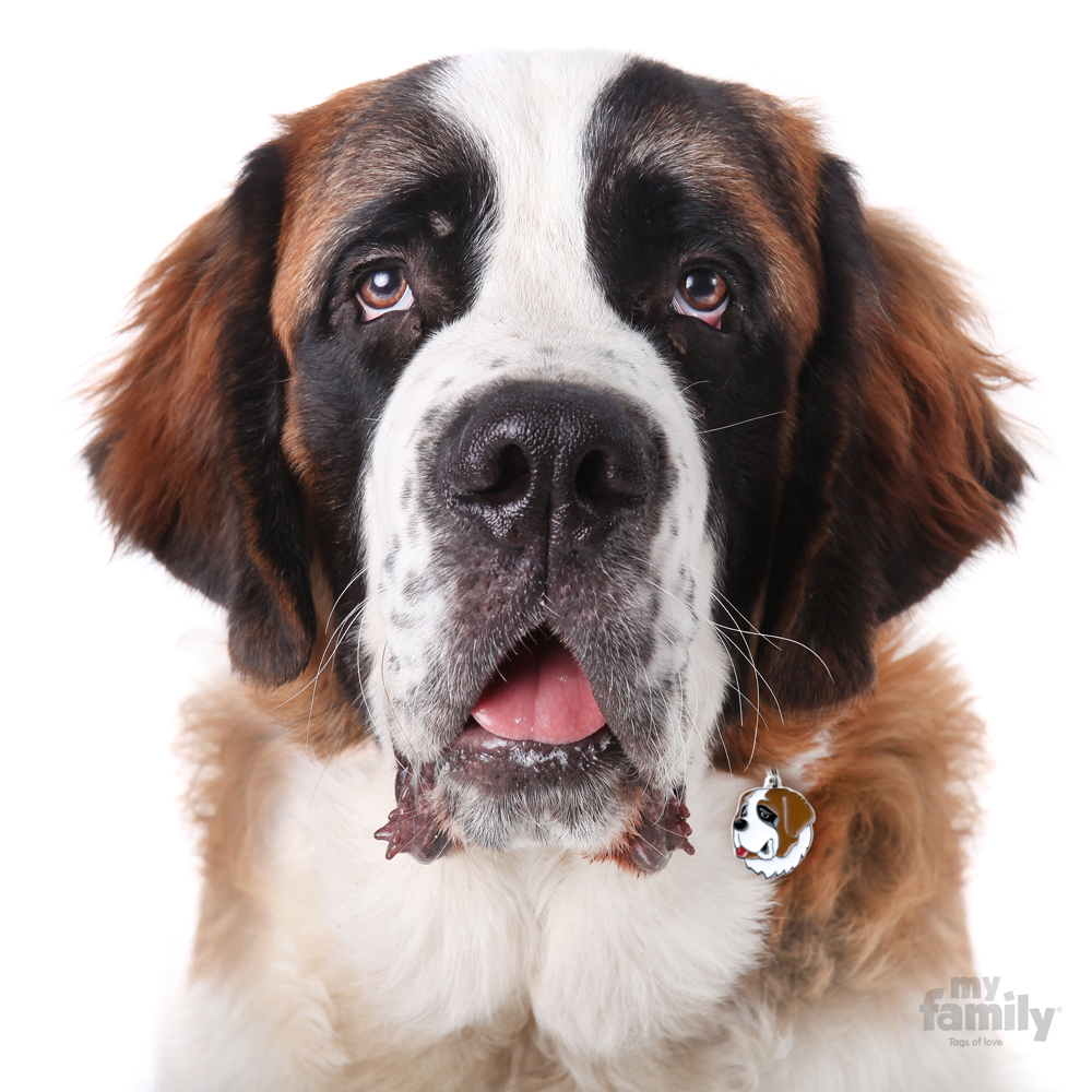 תג שם SAINT BERNARD