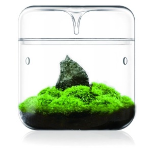 BIOLOARK LUJI