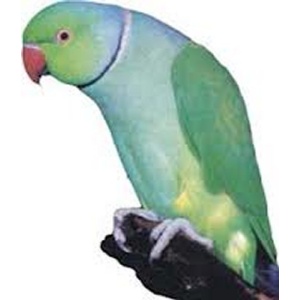 דררה